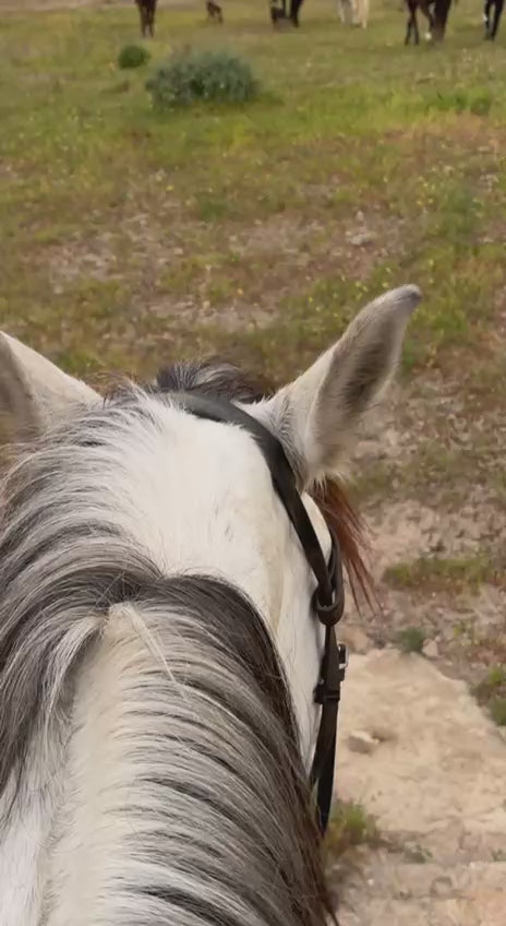 Activité Balade à Cheval à Oran — Plage des Andalouses, Forêt & Montagne | Keyin-DZ